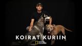 Koirat kuriin