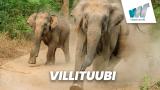 Villituubi