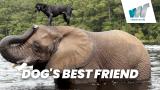 Dog's Best Friend