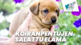 Koiranpentujen salattu elämä