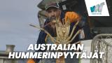 Australian hummerinpyytäjät