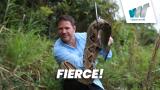 Fierce!