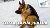 Totta, tarua, hullua