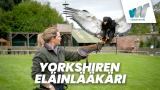 Yorkshiren eläinlääkäri