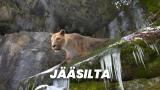 Jääsilta