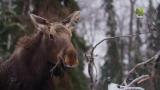 1 - Karhumaisen pitkä talvi