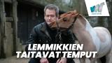 Lemmikkien taitavat temput