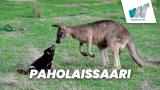 Paholaissaari