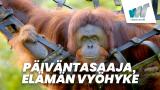 Päiväntasaaja, elämän vyöhyke