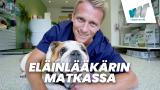 Eläinlääkärin matkassa