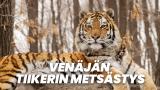 Venäjän tiikerin metsästys