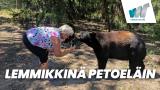 Lemmikkinä petoeläin