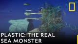 Plastic; the Real Sea Monster