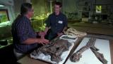 1 - Titanoboa & Paraceratherium
