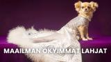 Maailman ökyimmät lahjat