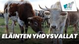 Eläinten Yhdysvallat