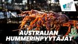 Australian hummerinpyytäjät
