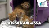 Kissan jäljissä