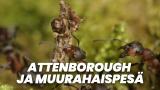 Attenborough ja muurahaispesä