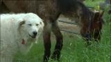 1 - Mia & delfiinit / Titan & Indy