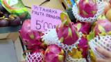 9 - Viininviljelyä