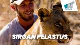 Sirgan pelastus