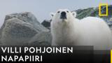 Villit arktiset alueet