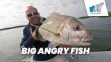 Big Angry Fish