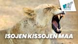 Isojen kissojen maa