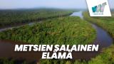 Metsien salainen elämä