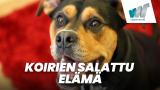 Koirien salattu elämä