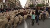 Satojen lampaiden kellot kilisivät, kun karvainen lauma täytti Madridin kadut