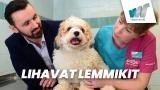 Lihavat lemmikit