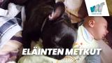Eläinten metkut