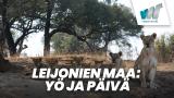 Leijonien maa: Yö ja päivä