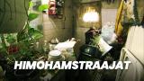 Himohamstraajat