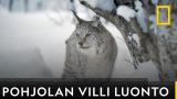 Pohjolan villi luonto