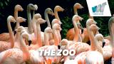 The Zoo