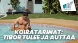 Koiratarinat: Tibor tulee ja auttaa