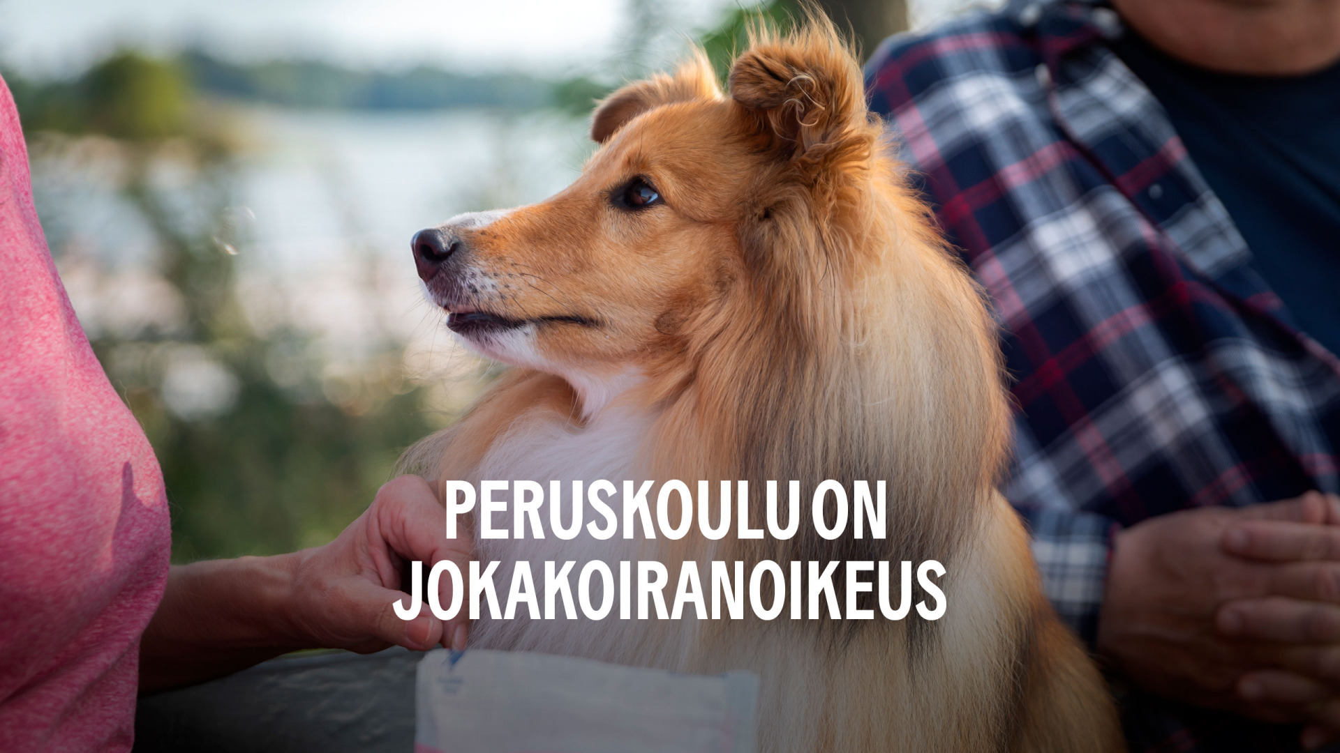 Peruskoulu On Jokakoiranoikeus FN