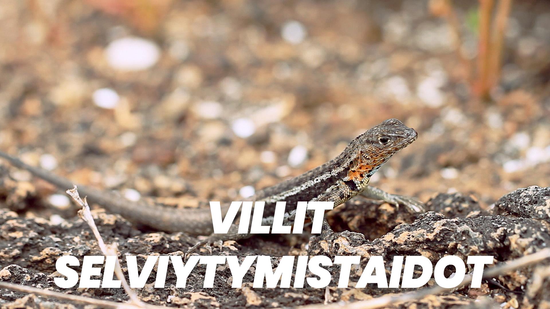 Villit selviytymistaidot | Ruutu