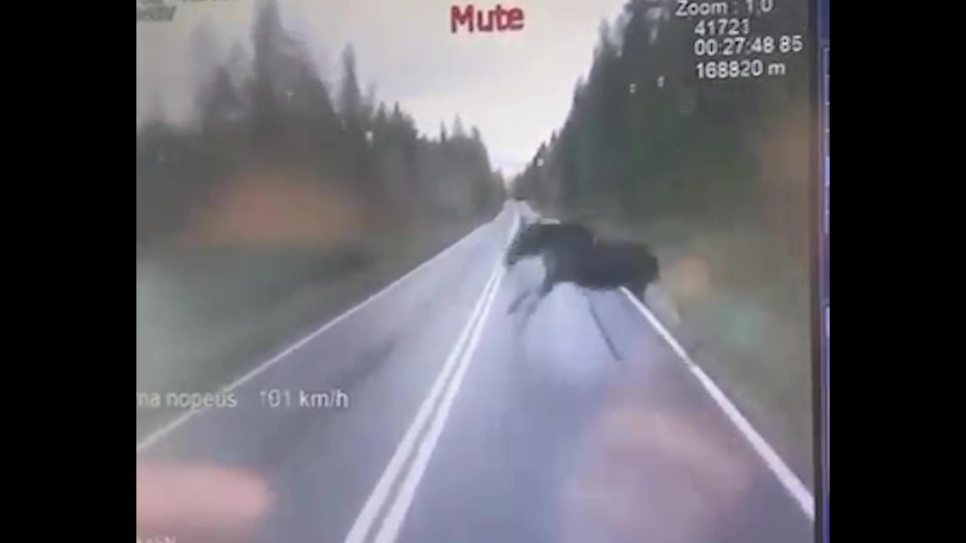 Se oli lähellä - hirvi säntäsi poliisiauton eteen