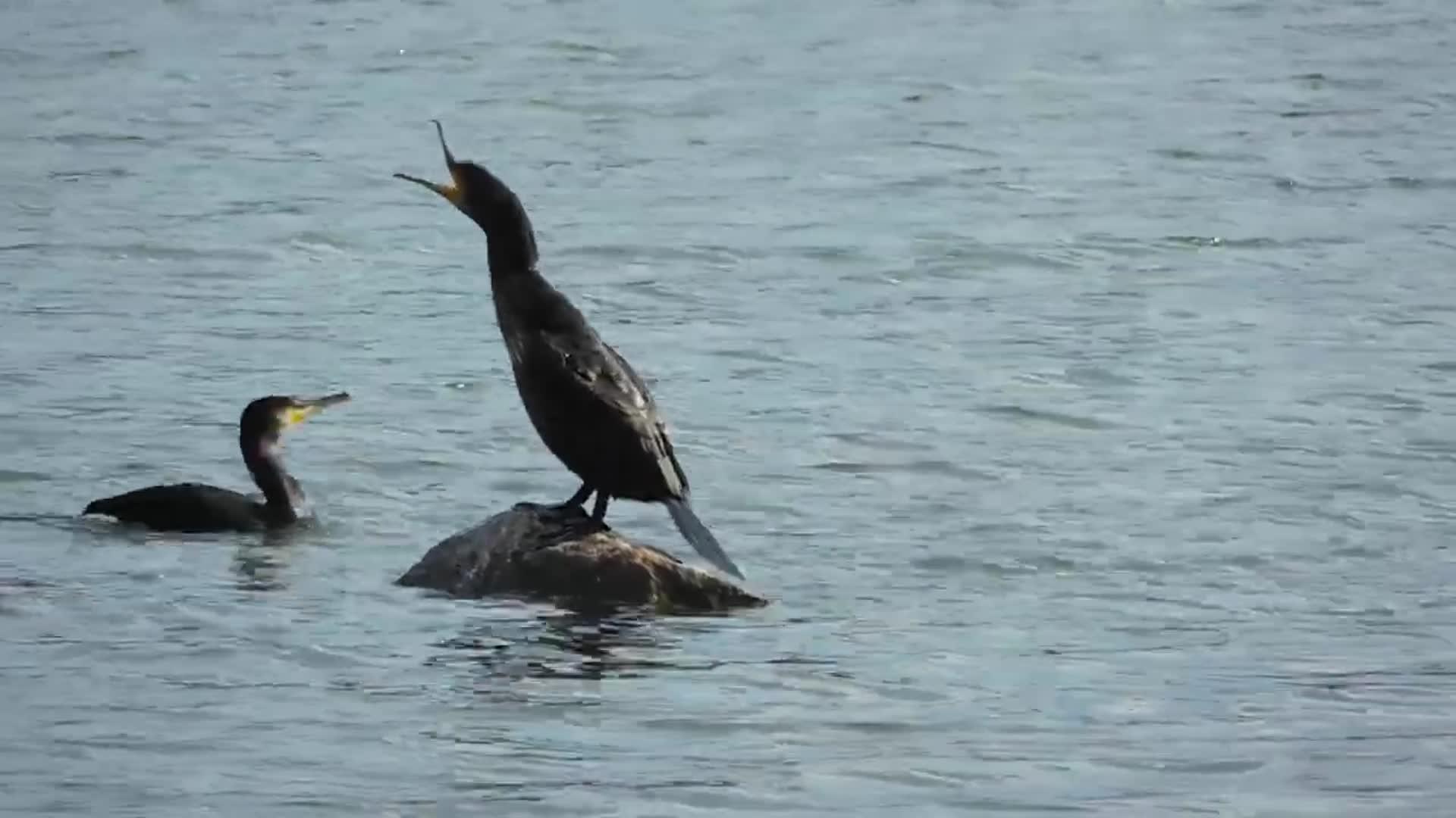 Merimetsot Kiistelev t Kivest Ruutu merimetsot-kiistelev-t-kivest-ruutu