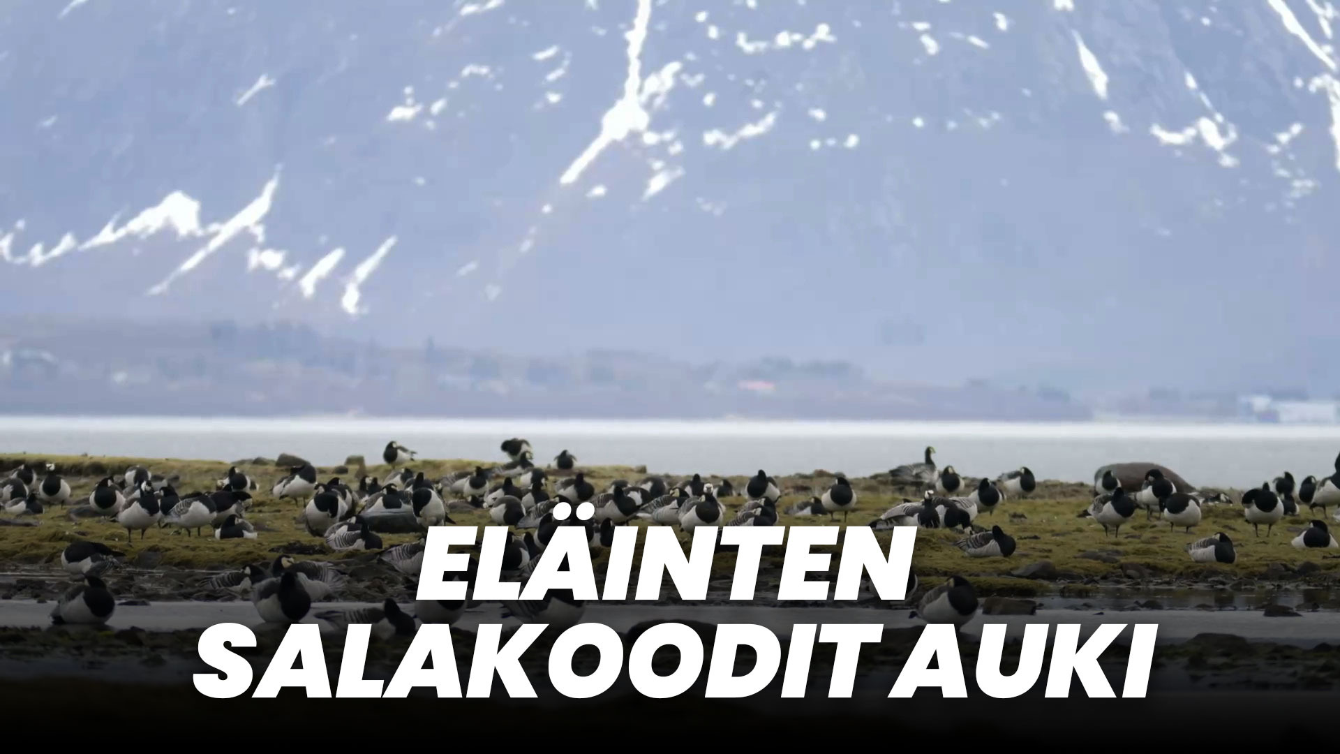 Elainten Salakoodit Auki  FN