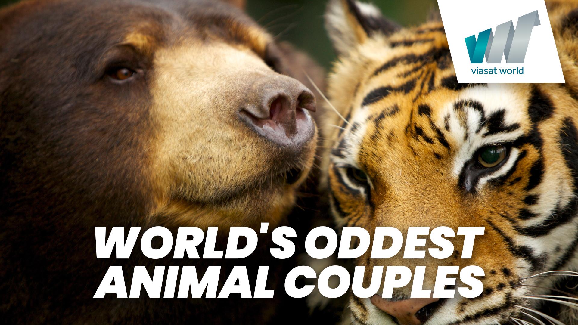World's Oddest Animal Couples | Ruutu