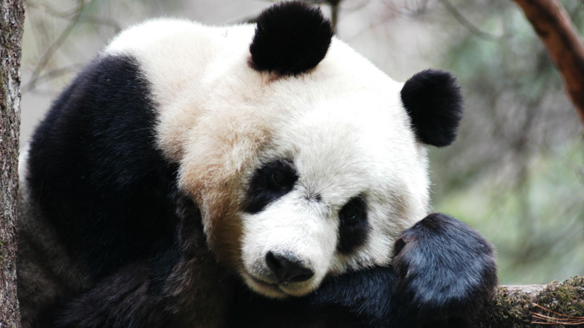 Pandas In The Wild Ruutu Pandas In The Wild Ruutu