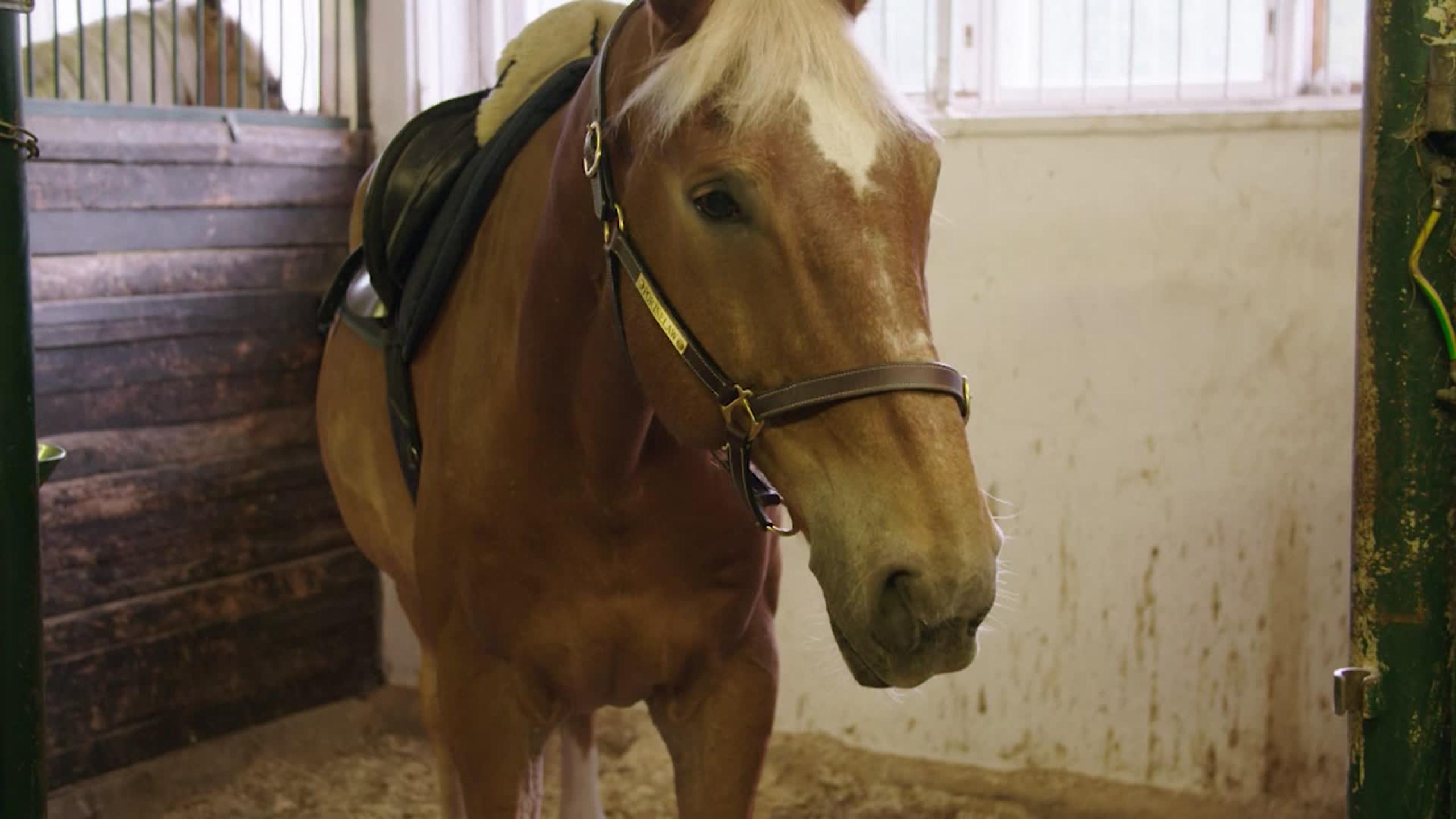Tässä on Helsingin ratsupoliisin kokenein hevonen – osaa pelata jopa  koripalloa! | Ruutu