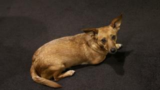 Maailma on täynnä kodittomia koiria - Rescue-päivä haluaa tuoda esiin adoptiovaihtoehdon