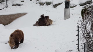 Näin karhut ilmoittavat hoitajilleen heränneensä pitkiltä talviunilta! Korkeasaari-sarjan toinen kausi starttaa 14.11.