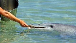 Miten tamperelainen delfiini pärjää Kreikassa?